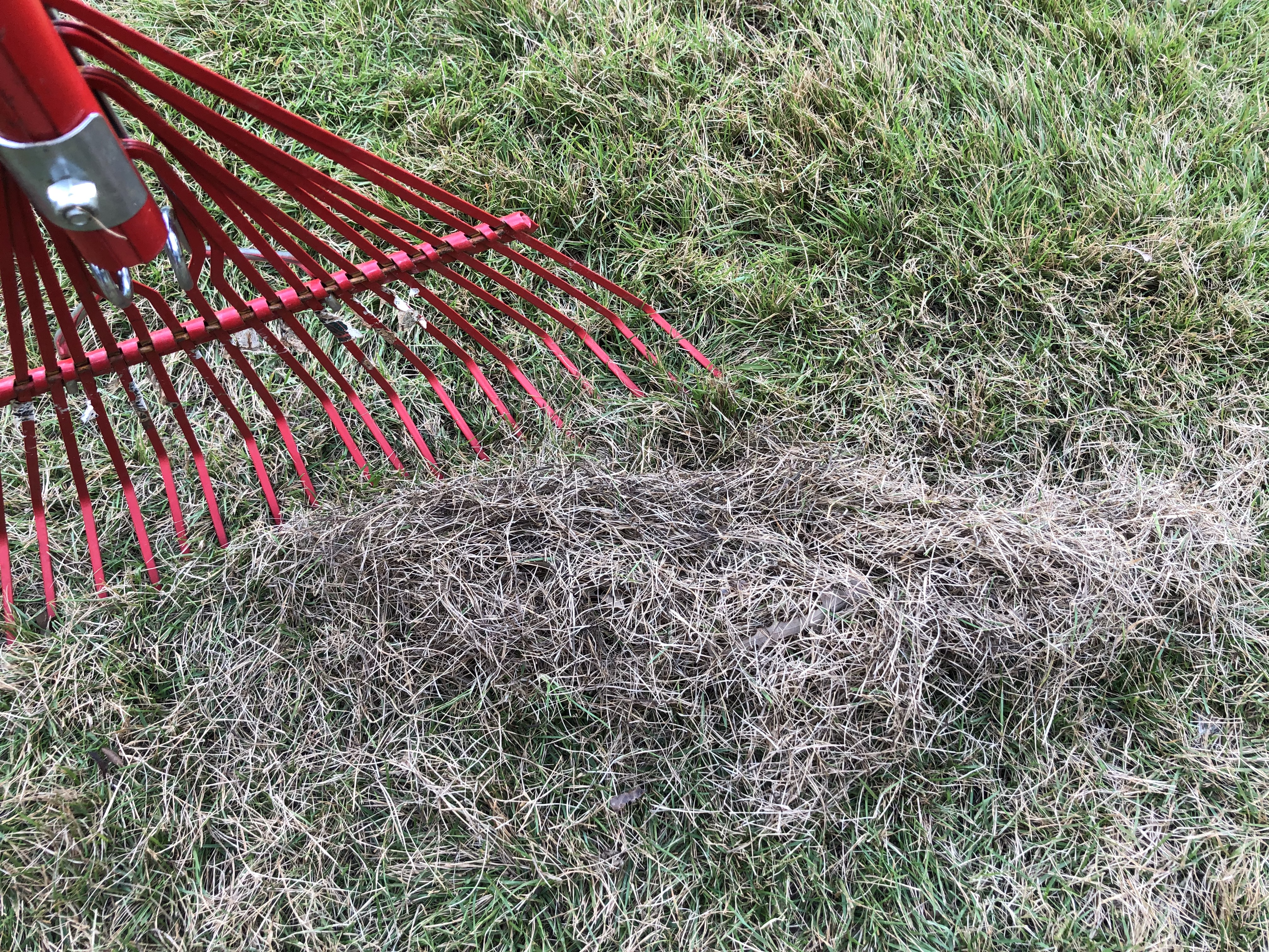 How and When to Dethatch a Lawn Lawn Care Tips